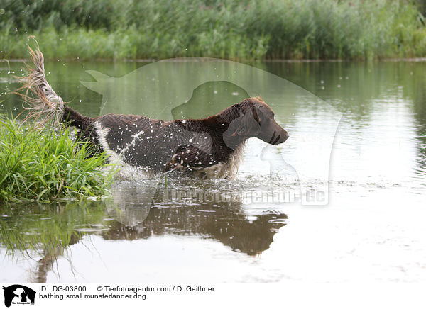 bathing small munsterlander dog / DG-03800