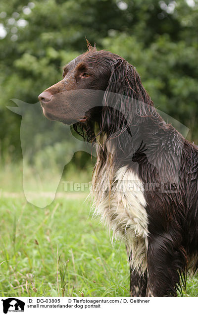 small munsterlander dog portrait / DG-03805
