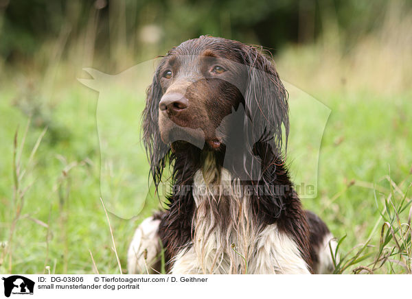 small munsterlander dog portrait / DG-03806