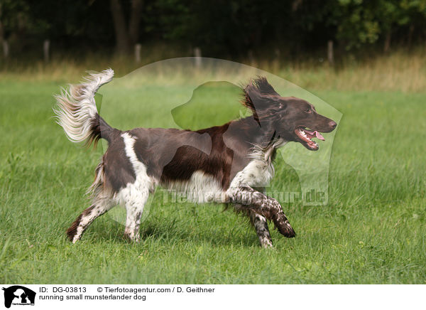 running small munsterlander dog / DG-03813