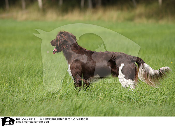 small munsterlander dog / DG-03815