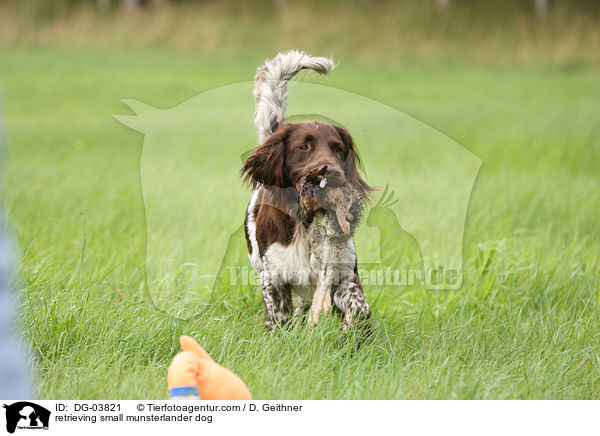 retrieving small munsterlander dog / DG-03821