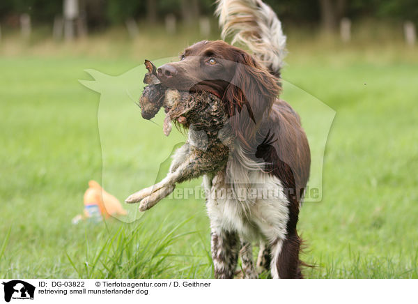 retrieving small munsterlander dog / DG-03822