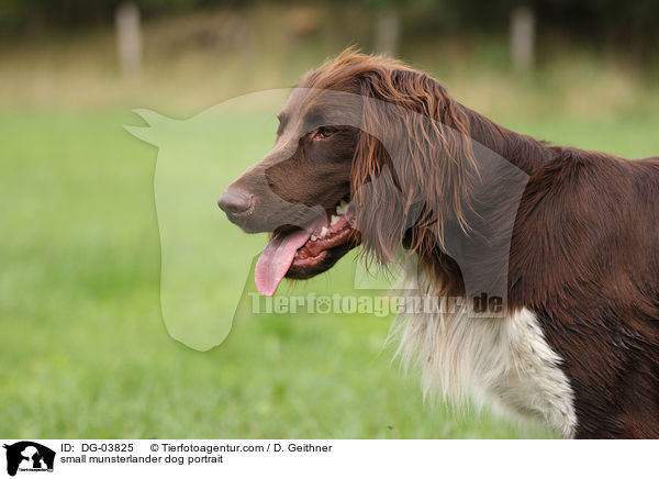 small munsterlander dog portrait / DG-03825