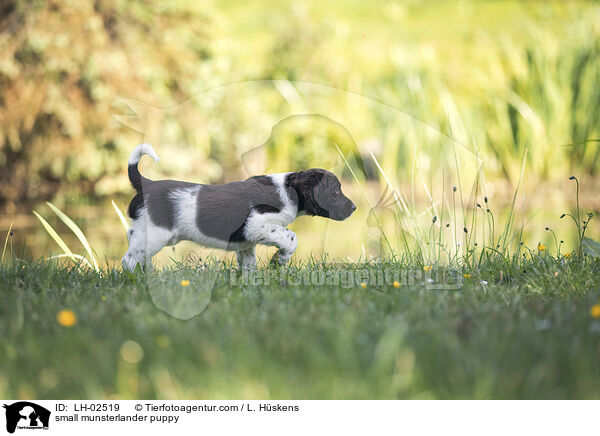 small munsterlander puppy / LH-02519