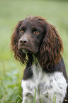 Small Munsterlander Hunting Dog