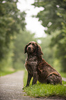 sitting Small Munsterlander