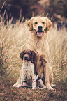 Small Munsterlander Dog with Golden Retriever