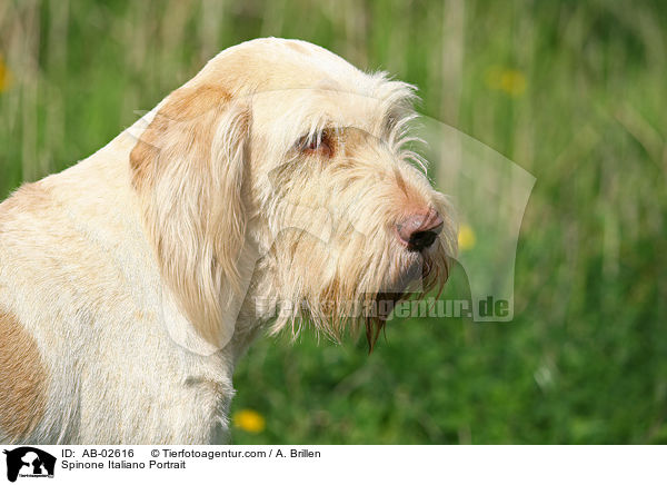 Spinone Italiano Portrait / AB-02616