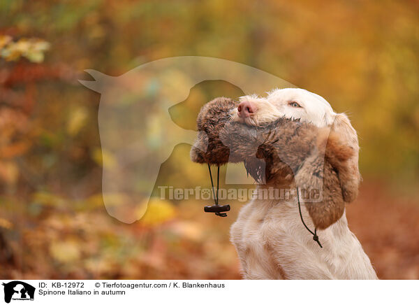 Spinone Italiano im Herbst / Spinone Italiano in autumn / KB-12972