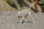 Spinone Italiano Puppy