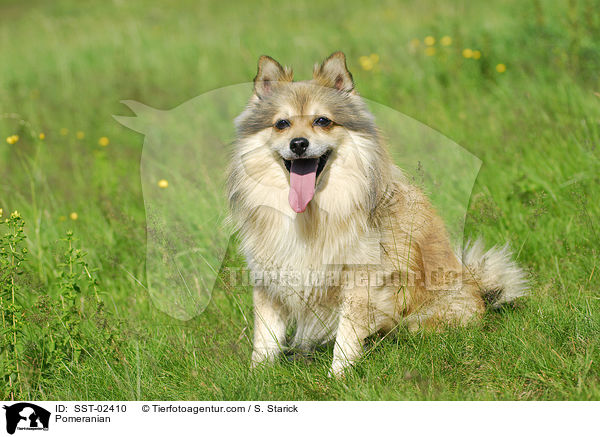 Spitz / Pomeranian / SST-02410