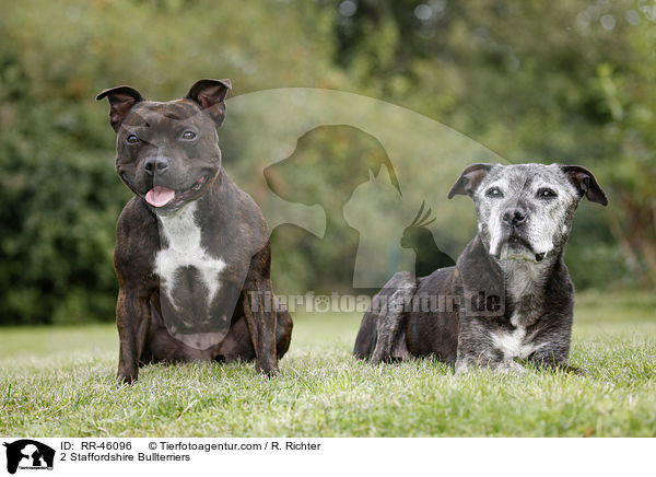 2 Staffordshire Bullterrier / 2 Staffordshire Bullterriers / RR-46096