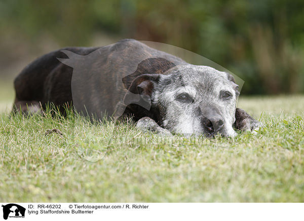 liegender Staffordshire Bullterrier / lying Staffordshire Bullterrier / RR-46202