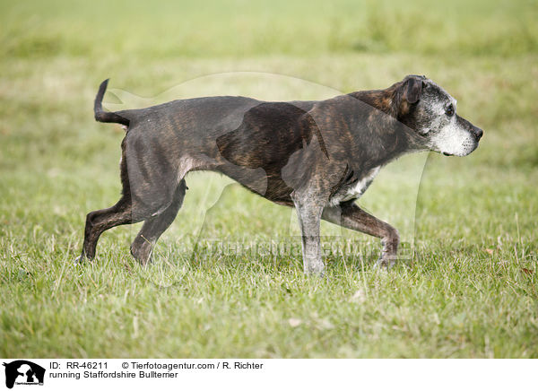 rennender Staffordshire Bullterrier / running Staffordshire Bullterrier / RR-46211