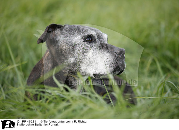 Staffordshire Bullterrier Portrait / Staffordshire Bullterrier Portrait / RR-46221