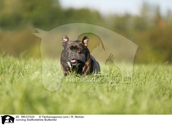 rennender Staffordshire Bullterrier / running Staffordshire Bullterrier / RR-57024