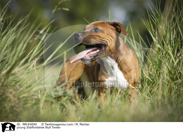 junger Staffordshire Bullterrier / young Staffordshire Bull Terrier / RR-93690