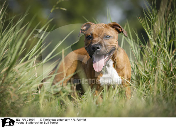 junger Staffordshire Bullterrier / young Staffordshire Bull Terrier / RR-93691