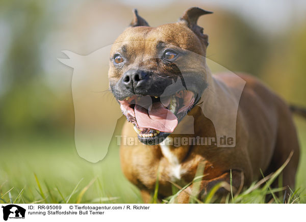 running Staffordshire Bull Terrier / RR-95069