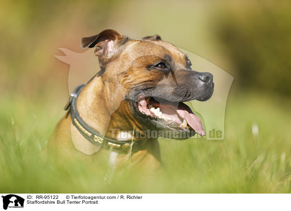 Staffordshire Bull Terrier Portrait / RR-95122