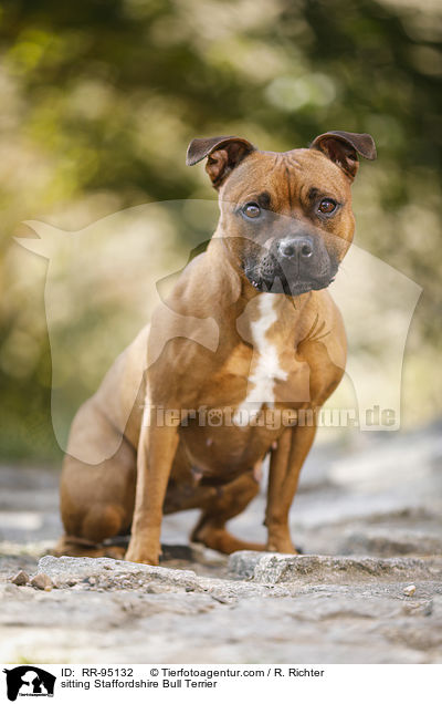 sitting Staffordshire Bull Terrier / RR-95132
