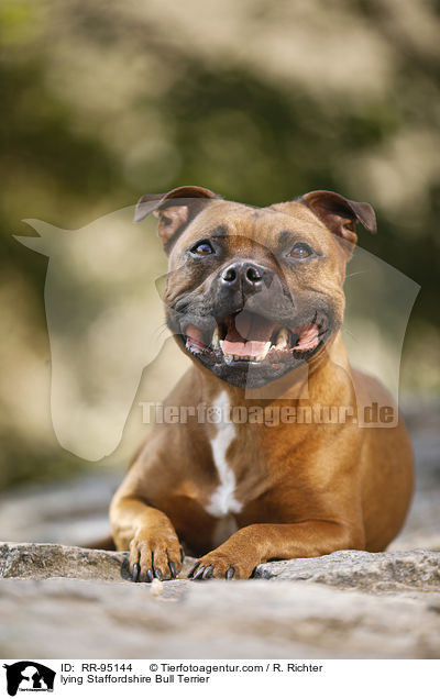 lying Staffordshire Bull Terrier / RR-95144
