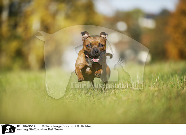 running Staffordshire Bull Terrier / RR-95145