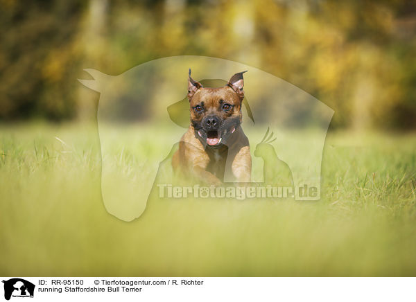 running Staffordshire Bull Terrier / RR-95150