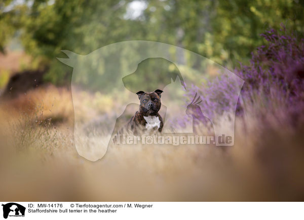 Staffordshire bull terrier in the heather / MW-14176