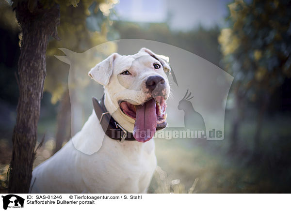 Staffordshire Bullterrier portrait / SAS-01246