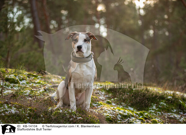 Staffordshire Bullterrier / Staffordshire Bull Terrier / KB-14104