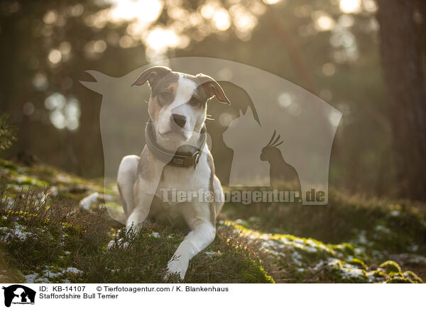 Staffordshire Bullterrier / Staffordshire Bull Terrier / KB-14107