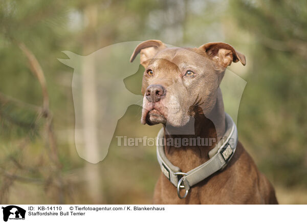 Staffordshire Bullterrier / Staffordshire Bull Terrier / KB-14110