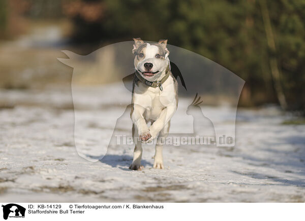 Staffordshire Bullterrier / Staffordshire Bull Terrier / KB-14129