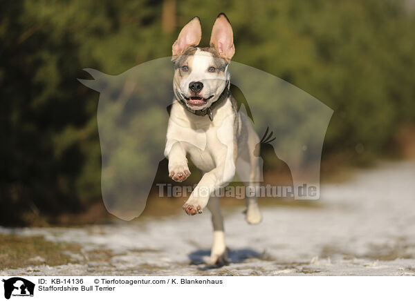 Staffordshire Bullterrier / Staffordshire Bull Terrier / KB-14136