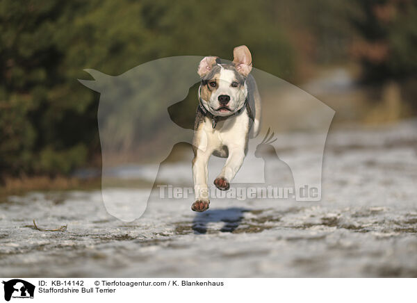 Staffordshire Bullterrier / Staffordshire Bull Terrier / KB-14142