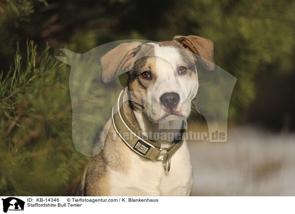 Staffordshire Bullterrier / Staffordshire Bull Terrier / KB-14346