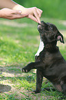 young Staffordshire Bullterrier