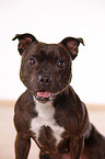 Staffordshire Bullterrier Portrait