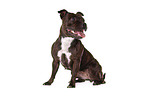 sitting Staffordshire Bullterrier