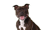 Staffordshire Bullterrier Portrait