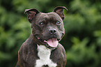 Staffordshire Bullterrier Portrait