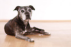 lying Staffordshire Bullterrier