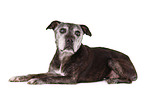 lying Staffordshire Bullterrier