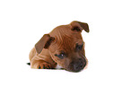 lying Staffordshire Bullterrier Puppy