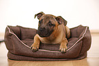 lying Staffordshire Bullterrier