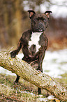 Staffordshire Bullterrier