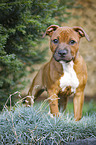 young Staffordshire Bull Terrier