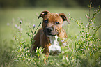 young Staffordshire Bull Terrier